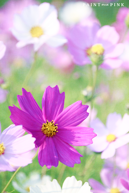 Field-Of-Cosmos